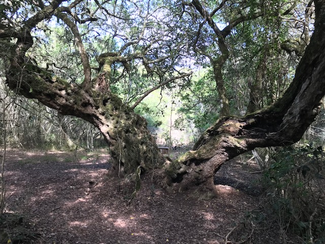 1000 year old milkwood